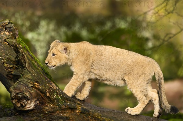 Asiatic lion (Panthera leo persica) cub climbing on a tree trunk, captive, habitat in India