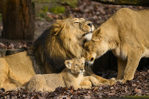 Asiatic lion (Panthera leo persica) family with the lioness, the male and the cub, captive, habitat in India