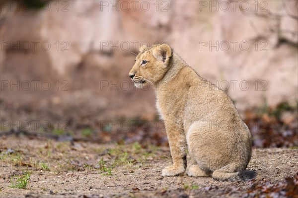 Asiatic lion (Panthera leo persica) cub sitting in the dessert, captive, habitat in India