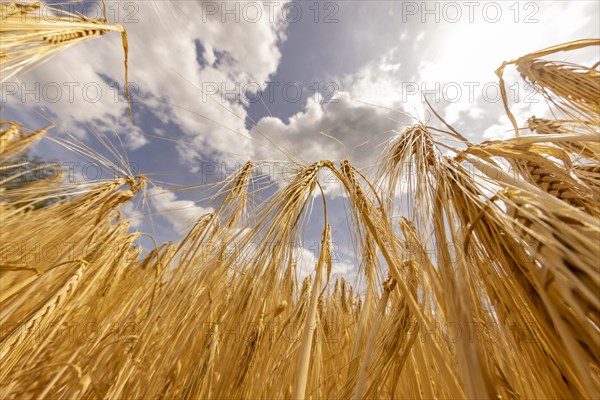 Golden grain field with Barley under a sunny sky with clouds, Cologne, North Rhine-Westphalia, Germany, Europe