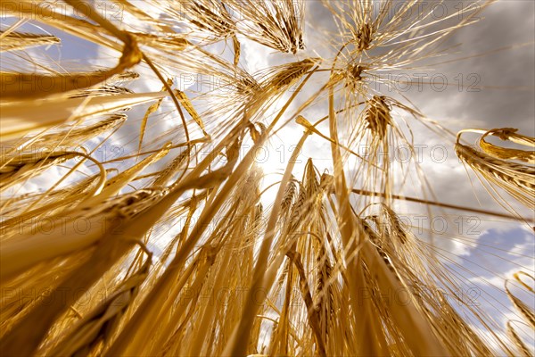 Ripe, golden ears of barley in the foreground with brightly lit clouds in the background, Cologne, North Rhine-Westphalia, Germany, Europe