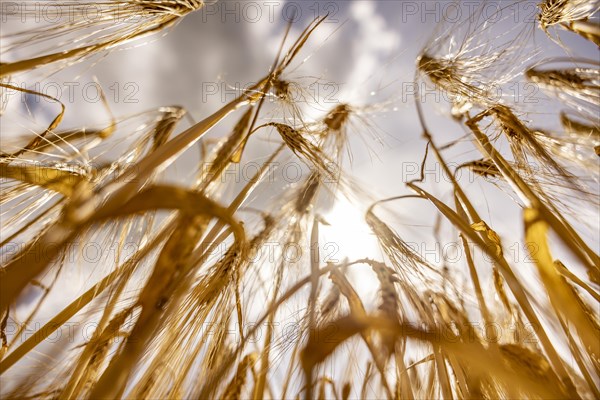 Golden, light-flooded barley field with breaking sunbeams and dramatic clouds in the sky from a frog's-eye view, Cologne, North Rhine-Westphalia, Germany, Europe