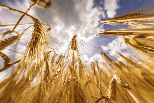 Frog's-eye view through a cornfield with Barley in front of a bright sky with clouds, Cologne, North Rhine-Westphalia, Germany, Europe