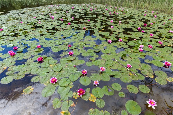 Water lilies (Nymphaea), Schwanseepark, near Fuessen, Ostallgaeu, Bavaria, Germany, Europe