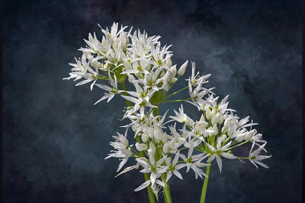 Wild garlic blossoms (Allium ursinum) on a dark background, Bavaria, Germany, Europe