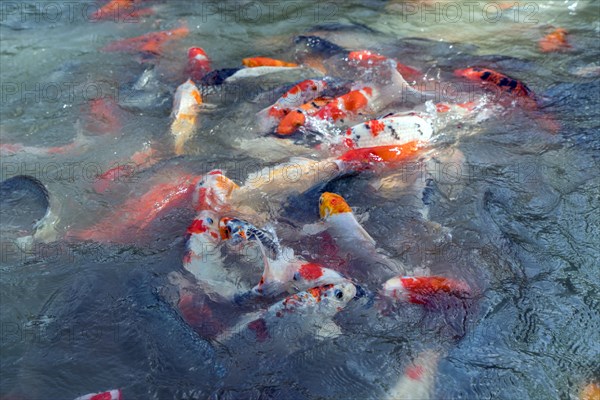 Image of colorful koi fishes swimming in pond. Thailand