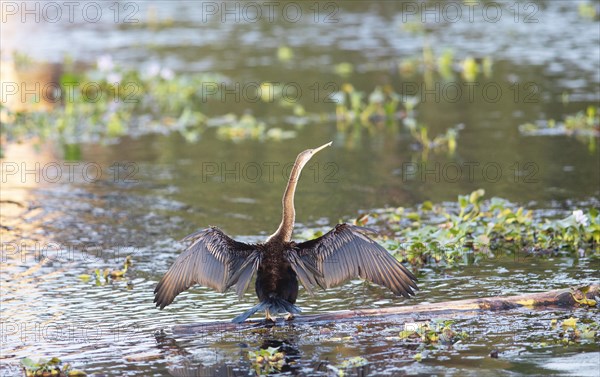 Oriental Darter (Anhinga melanogaster) spreading its wings, Backwaters, Kumarakom, Kerala, India, Asia