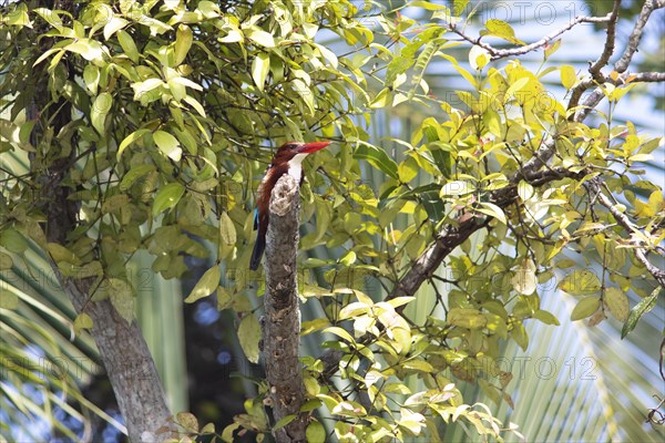 White-throated kingfisher (Halcyon smyrnensis) or Common kingfisher in Kerala's backwaters, Kumarakom, Kerala, India, Asia