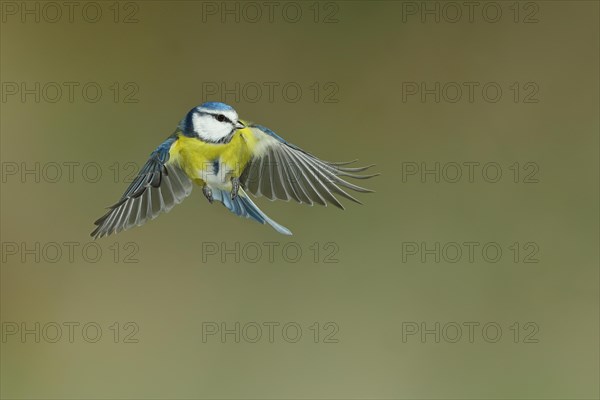 Blue tit (Parus caeruleus) in flight, flight photo, high speed flight photo Wilnsdorf, North Rhine-Westphalia, Germany, Europe