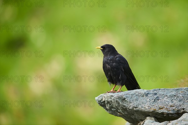 Yellow-billed chough (Pyrrhocorax graculus) sitting on a rock in the mountains at Hochalpenstrasse, Pinzgau, Salzburg, Austria, Europe