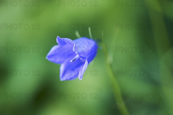 Earleaf bellflower (Campanula cochleariifolia) blooming in the mountains at Hochalpenstrasse, Pinzgau, Salzburg, Austria, Europe