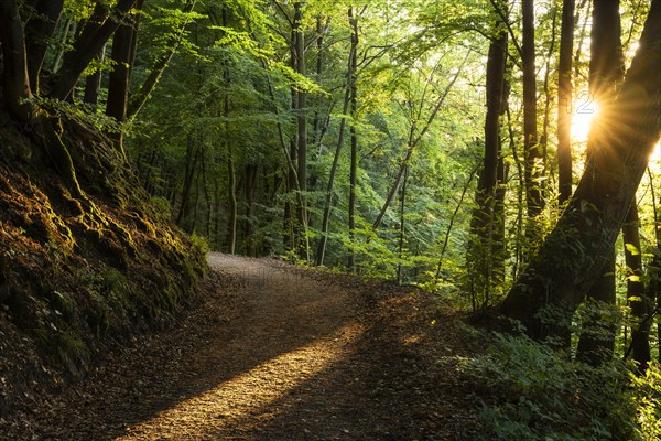 A forest path in a mixed forest with many Beech trees in summer. The evening sun shines into the forest, with a sun star. Hiking trail Neckarsteig. Neckargemuend, Kleiner Odenwald, Baden-Wuerttemberg, Germany, Europe