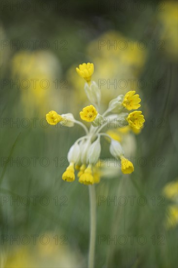 Common cowslip (Primula veris), Thuringia, Germany, Europe