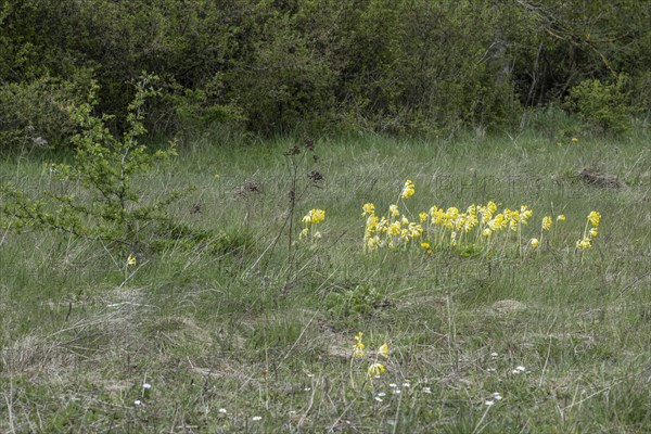 Common cowslip (Primula veris), Thuringia, Germany, Europe