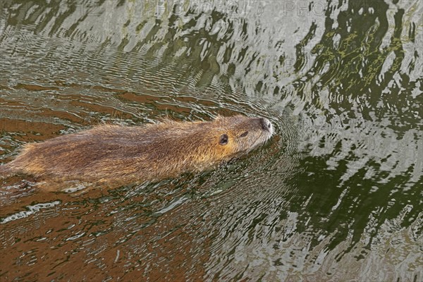 Adult Nutria (Myocastor coypus) swimming, Wilhelmsburg, Hamburg, Germany, Europe