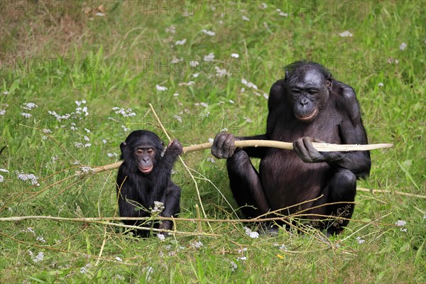 Bonobo, bonobo (Pan Paniscus), female, adult, young animal, feeding, Great ape, Primate, chimpanzee, captive