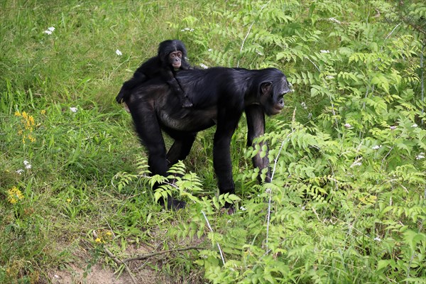 Bonobo, bonobo (Pan Paniscus), female, adult, young animal, foraging, Great ape, Primate, chimpanzee, captive