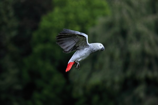 African grey parrot, (Psittacus erithacus timneh), adult, flying, captive