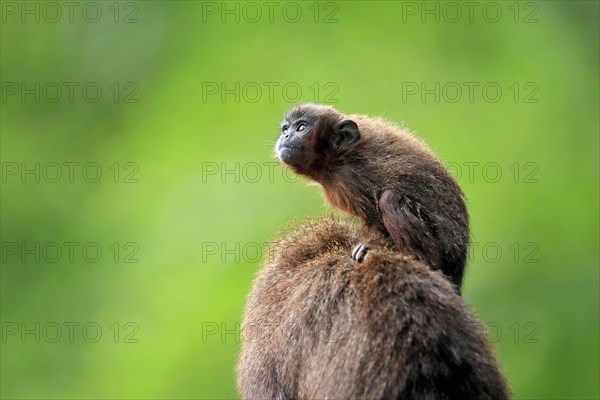 Coppery titi (Plecturocebus cupreus), young animal, on mother's back, baby, alert, captive, South America