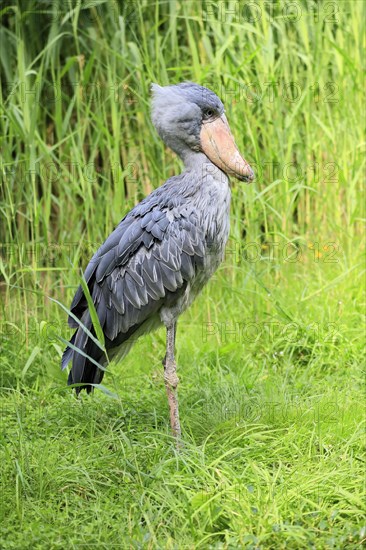 Shoebill (Balaeniceps rex), adult, foraging, captive