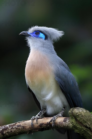 Crested coua (Coua cristata), Crested coua, adult, perch, captive, Madagascar, Africa