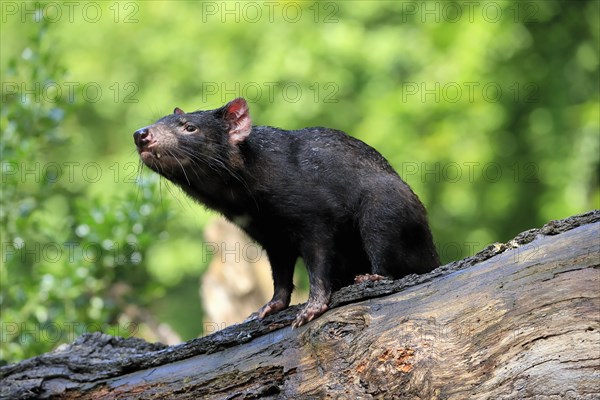 Tasmanian devil (Sarcophilus harrisii), adult, vigilant, on tree trunk, captive, Tasmania, Australia, Oceania