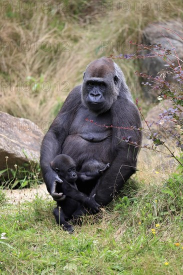 Western gorilla (Gorilla gorilla), adult, female, mother, young animal, baby, social behaviour, sitting, on ground, captive, western Africa