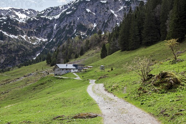 Hiking trail through green meadows, behind Hintere Gemstel-Huette, Gemsteltal, Mittelberg, Kleinwalsertal, Vorarlberg, Allgaeu Alps, Austria, Europe