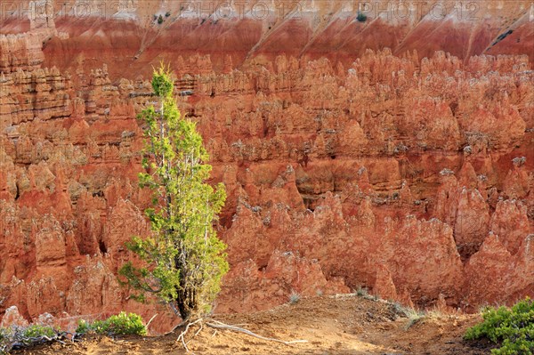Single green tree stands out in front of eroded red rock formations, Bryce Canyon National Park, North America, USA, South-West, Utah, North America