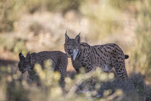 Iberian lynx female with young animal, Iberian lynx (Lynx pardinus), Extremadura, Castilla La Mancha, Spain, Europe