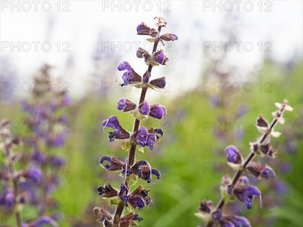 Meadow Clary (Salvia pratensis), near Riegersburg, Styria, Austria, Europe