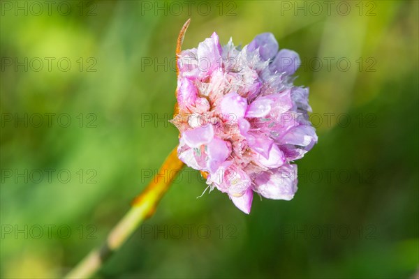 Sea thrift (Armeria maritima), also common Lady's Cushion, Flower of the Year 2024, focus on a delicate purple (violet, pink) flower, flower head, close-up with dewdrops, raindrops, water droplets on the petals, against a blurred background, endangered species, endangered species, species protection, nature conservation, close-up, macro photograph, Lower Saxony, Germany, Europe