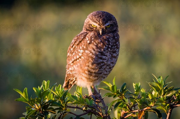 Beautiful owl (Glaucidium minutissimum) in vineyard