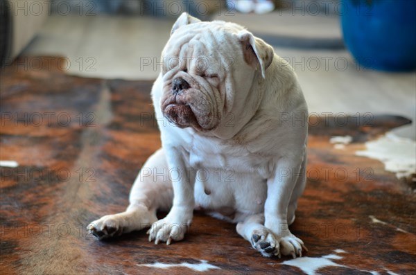 Pretty white english bulldog sitting on carpet