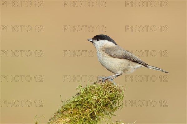 Marsh tit (Parus palustris) sitting on a tree stump, side view, Wilnsdorf, North Rhine-Westphalia, Germany, Europe