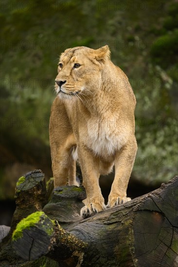 Asiatic lion (Panthera leo persica) lioness, captive, habitat in India