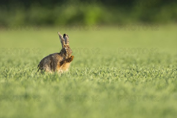 European brown hare (Lepus europaeus) adult animal washing its face in a farmland cereal crop, England, United Kingdom, Europe