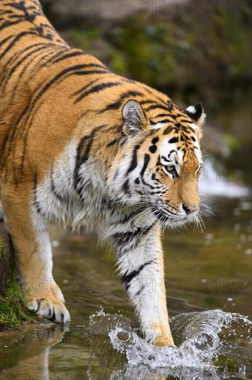 Siberian tiger or Amur tiger (Panthera tigris altaica) bathing in a lake, captive, habitat in Russia
