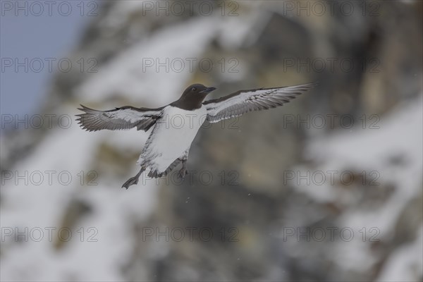 Common guillemot (Uria aalgae), flight, in the snow, Hornoya, Hornoya, Varangerfjord, Finmark, Northern Norway