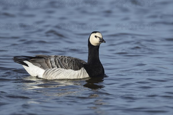 Barnacle goose (Branta leucopsis) adult bird on a lake, England, United Kingdom, Europe