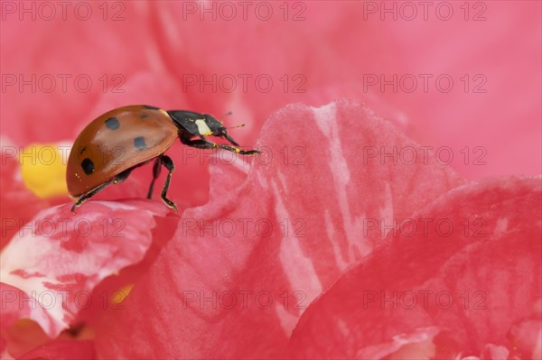 Seven-spot ladybird (Coccinella septempunctata) adult on a garden Camellia flower, England, United Kingdom, Europe