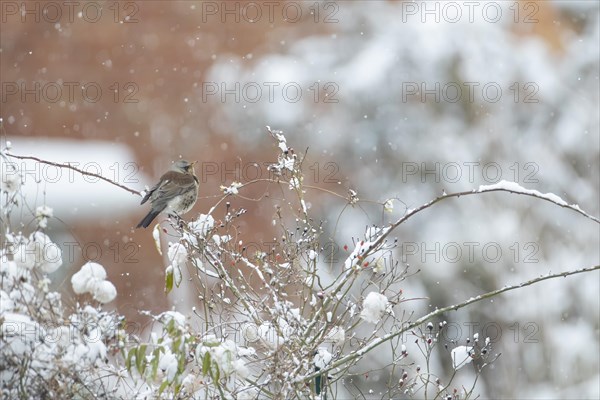 Fieldfare (Turdus pilaris) adult bird perched on a garden hedge in a snowstorm, England, United Kingdom, Europe