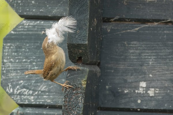 European wren (Troglodytes troglodytes) adult bird with a feather for nesting material in its beak on a garden shed, England, United Kingdom, Europe