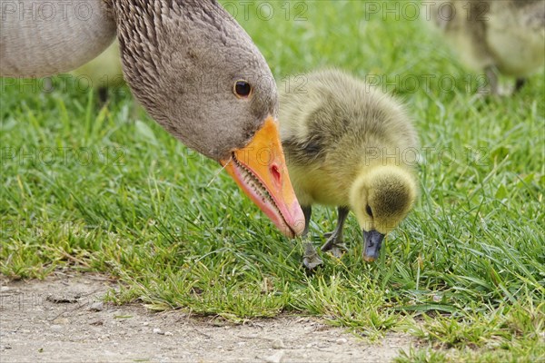 Greylag goose with chicks, April, Germany, Europe