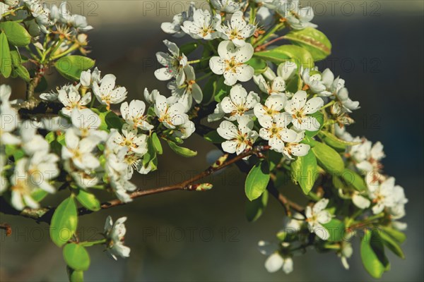 Flowering pear tree branches in spring