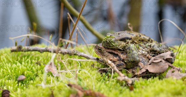 Two mating Common toads (Bufo Bufo), male, female animal, pair in amplexus on moss in front of spawning water, eye of the male obscured by a plant lattice, Common duckweed (Lemna minor), spring migration, amphibian migration, toad migration, species protection, animal welfare, mating, behaviour, concept for 'love makes blind', blindness, Bockelsberger Teiche, Lueneburg, Lower Saxony, Germany, Europe