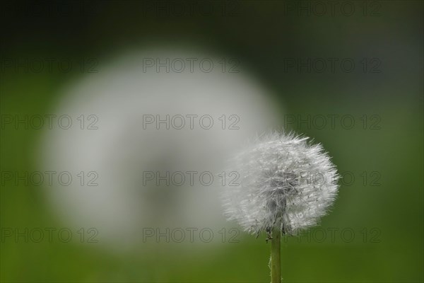 Blowball, Germany, Europe