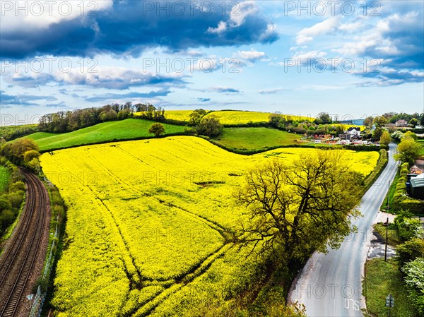 Rapeseed fields and farms from a drone, Torquay, Devon, England, United Kingdom, Europe