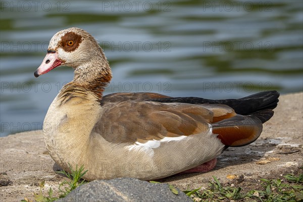 Egyptian geese (Alopochen aegyptiaca) on the River Main, Offenbach am Main, Hesse, Germany, Europe