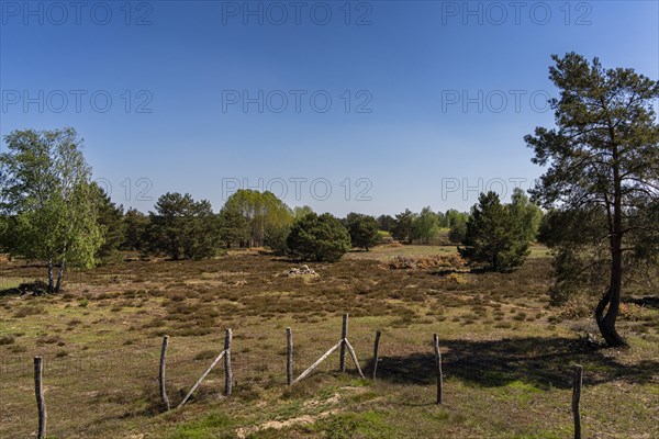 Schoenower Heide nature reserve, Schoenow, Brandenburg, Germany, Europe